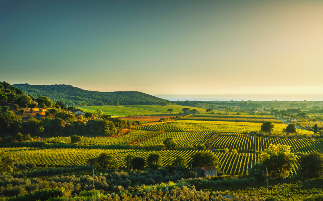 The Belgian company AtlasInvest invests 25 million in a new winery for Poggio Antico’s Brunello. The investment adds to the long list of foreign investments made in Tuscany and underscores their central role in the Tuscan economic fabric.